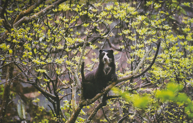 Chaparri Nature Reserve Full Day Tour Photo