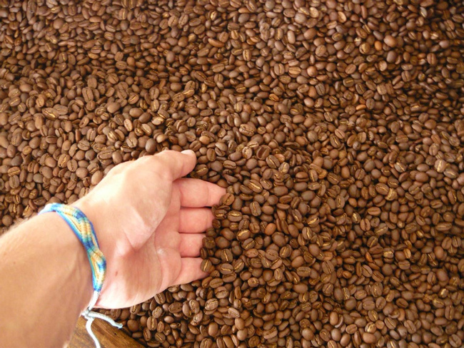 Chicoj Coffee Tour Photo