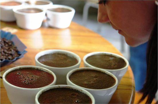 Coffee Cupping Tour Photo