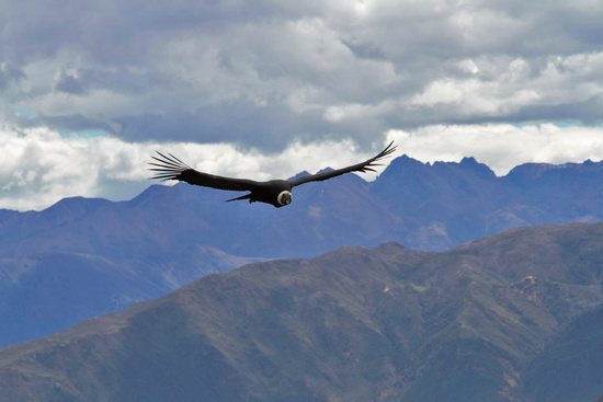 The Condor of Colca Canyon (3 days/2 nights) Photo