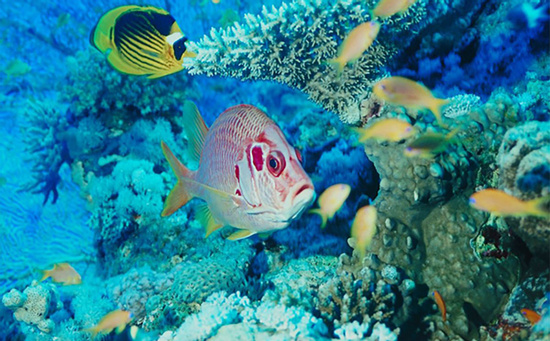 Thrilling Coral Garden Snorkeling Adventure Photo