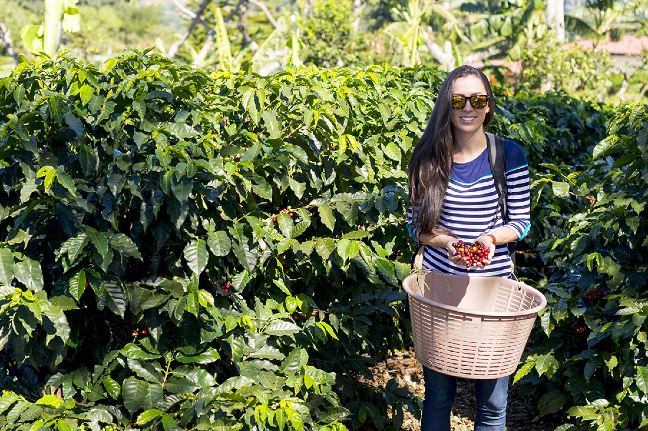 coffee tour in costa rica