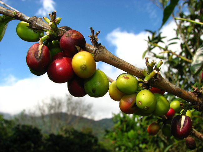 Organic Coffee Tour Photo