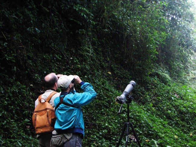 Tour de avistamiento de aves en Monteverde Photo