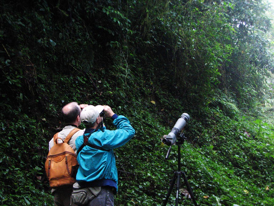 Monteverde Bird Watching Tour Photo