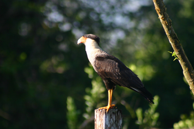 Early Bird Watching Tour Photo