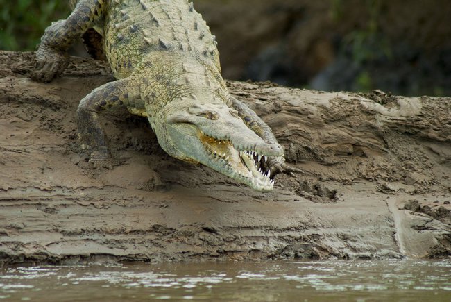 Eco Terra Shuttle and Crocodiles Tour Photo