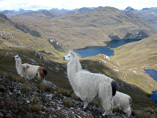 Parque Nacional El Cajas Photo