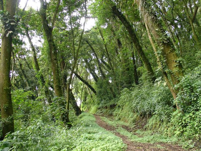 Finca Filadelfia y El turpial guatemalteco Photo