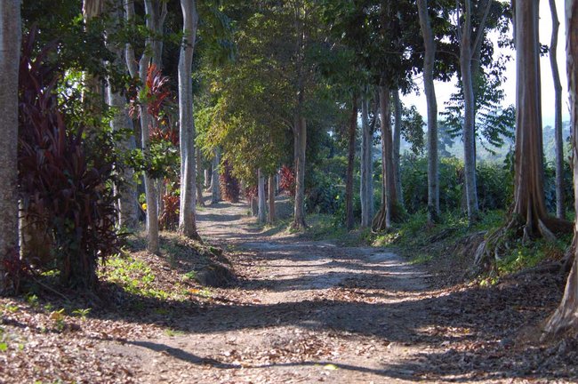 Finca Patrocinio y la Chachalaca ventriblanca Photo