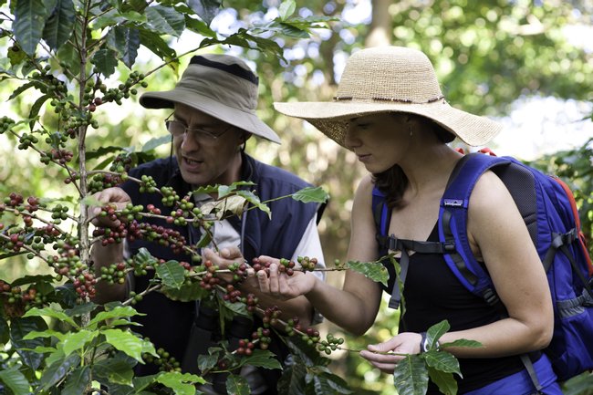 Recorrido por la plantación de Finca Rosa Blanca Photo