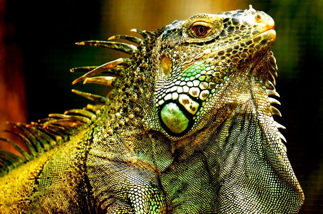 Proyecto de Conservación Iguana Verde Photo