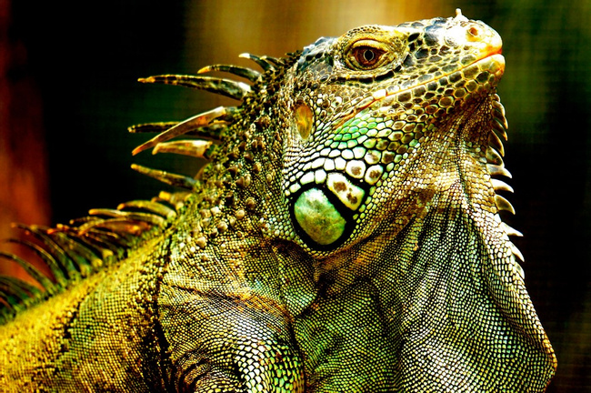 Green Iguana Conservation Project  Photo