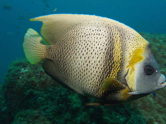 Guanacaste Snorkeling Photo