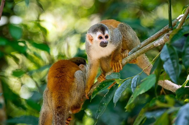 Manuel Antonio National Park Guided Tour Photo