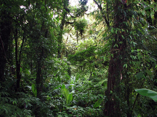 Guided Tour Santa Elena Reserve Photo