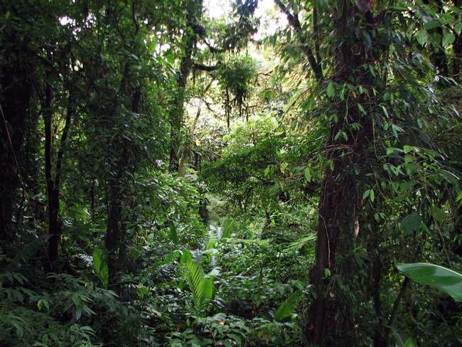 Tour guiado en la Reserva de Santa Elena Photo