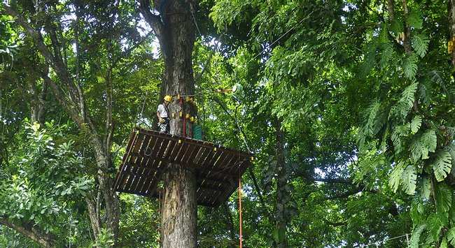 Tour de Cuerdas Altas y Rapel en Árbol de Ceiba Photo