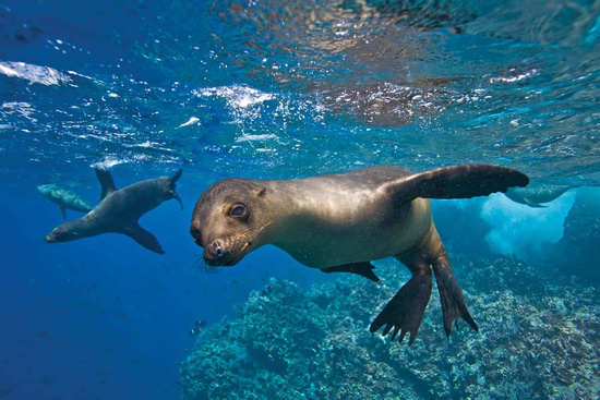 Lobo Island Tour Photo