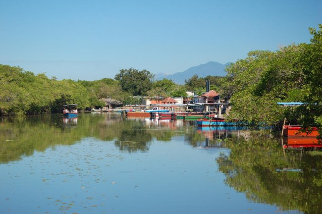 Bosque de Manglar y Tour en Barco Tule Photo