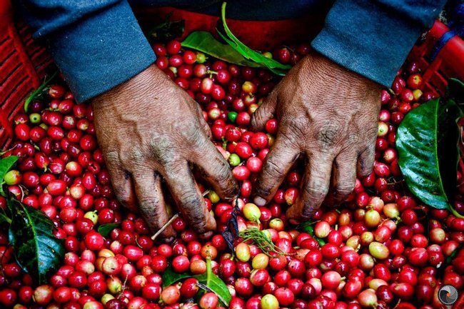 Tour Café Monteverde Photo