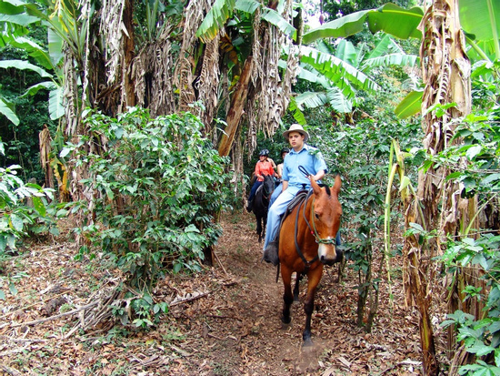 Monteverde Horseback Riding Photo