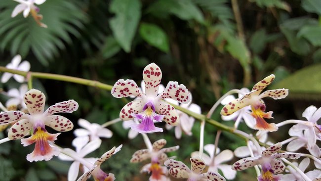 Monteverde Orchid Garden  Photo