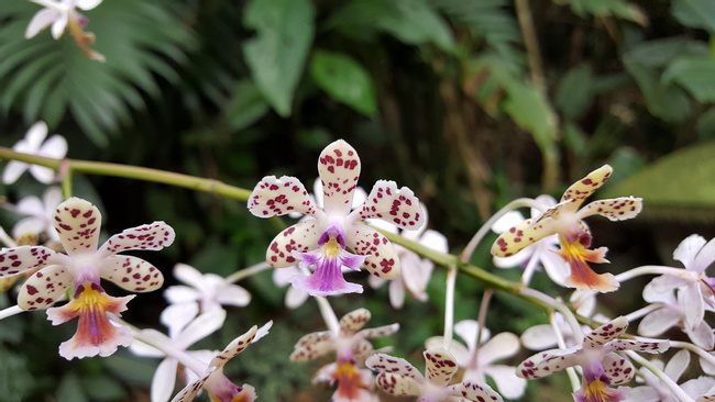 Tour Jardín de Orquídeas Monteverde Photo