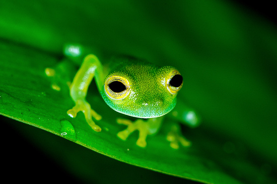 Night Rainforest Tour Photo