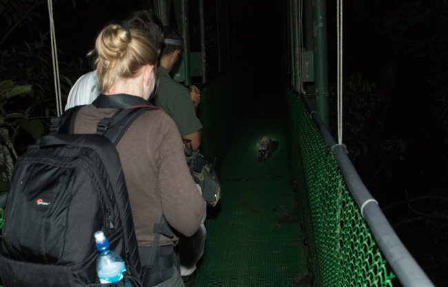 Caminata Nocturna por la Reserva Biológica Tirimbina Photo