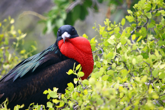 North Seymour Island Photo