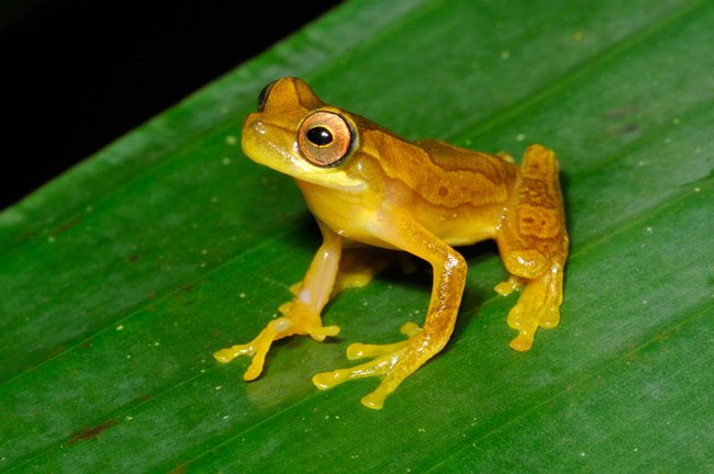 Tour de Ranas Nocturno Arenal Oasis Photo