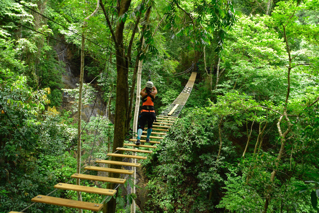 Pacific Rainforest Tranopy Tour Photo