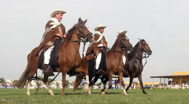 Peruvian Paso Horse Exhibition and Marinera Dance Photo