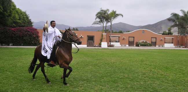 Peruvian Paso Horse Exhibition Photo