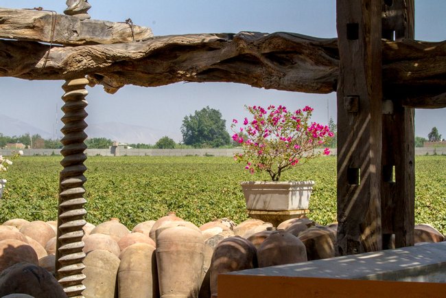 Quierolo Vineyard Tour Photo