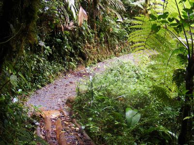 Biotopo del Quetzal Coban Guatemala