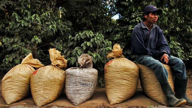 Paseo Por Los Cafetales de la Finca Filadelfia Photo