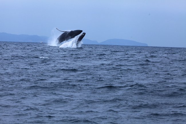 Salinas: Ballenas Jorobadas Photo