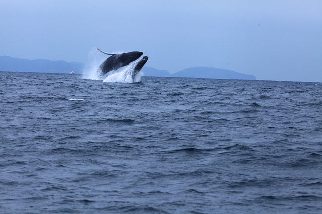 Salinas: Humpback Whales Photo