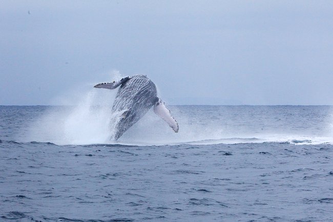 Salinas: Ballenas Jorobadas Photo