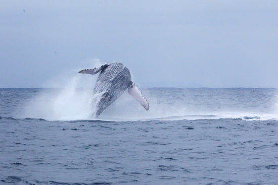 Salinas: Humpback Whales Photo