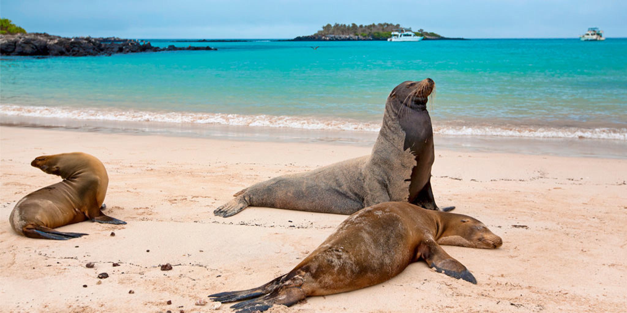 Santa Fe Island Tour - Puerto Ayora, Ecuador | Anywhere