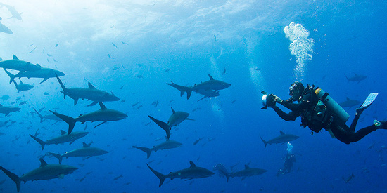 Scuba Diving in Galapagos Photo