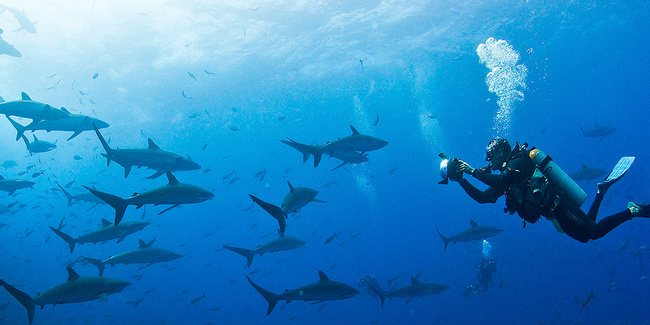 Buceo en Galápagos Photo