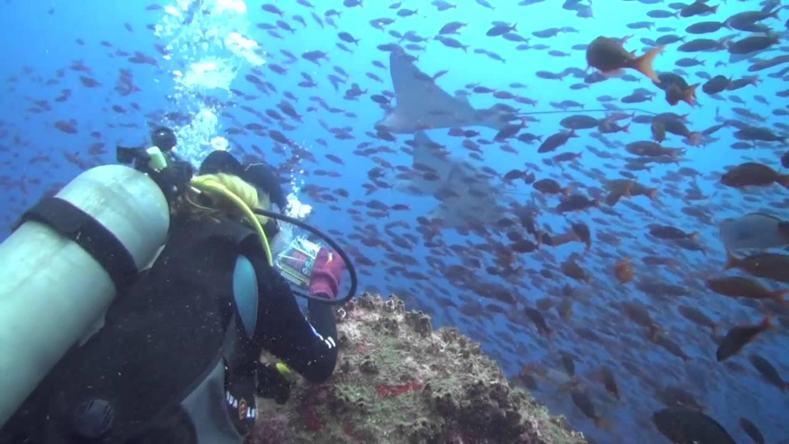 Scuba Diving in Galapagos - Santa Cruz, Ecuador