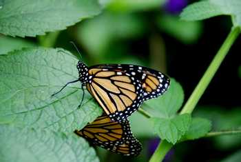 Suspension Bridges and Butterfly Garden