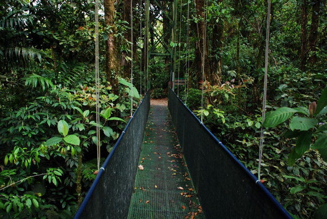 Sky Walk Tour Monteverde Photo