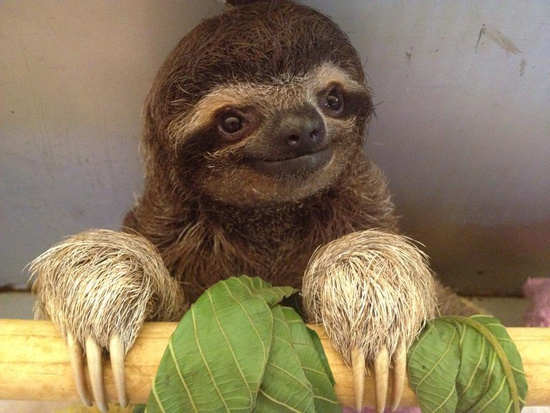 Sloth Sanctuary Insiders Tour Photo