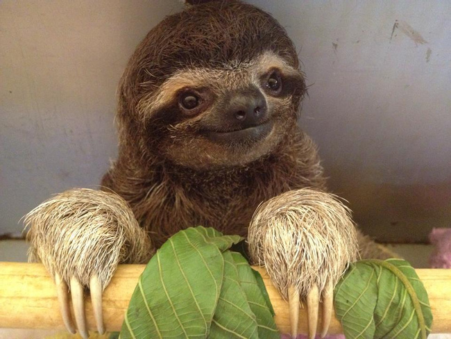 Sloth Sanctuary Insider's Tour Photo